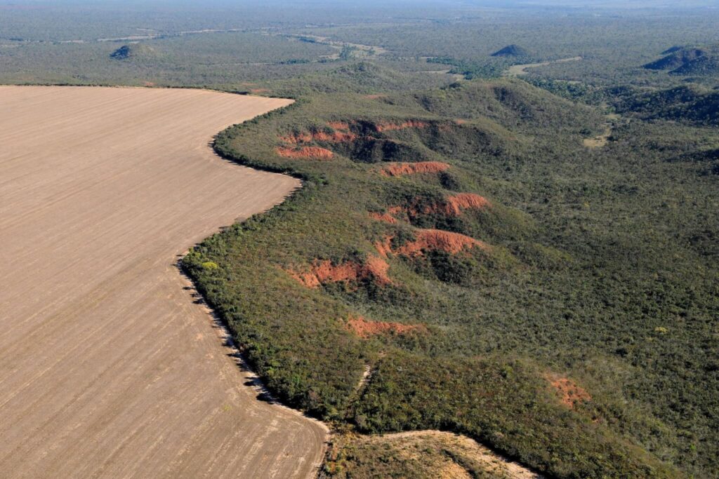 La región Pampeana perdió el 16% de su vegetación nativa en los últimos 39años