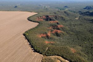 La región Pampeana perdió el 16% de su vegetación nativa en los últimos 39años