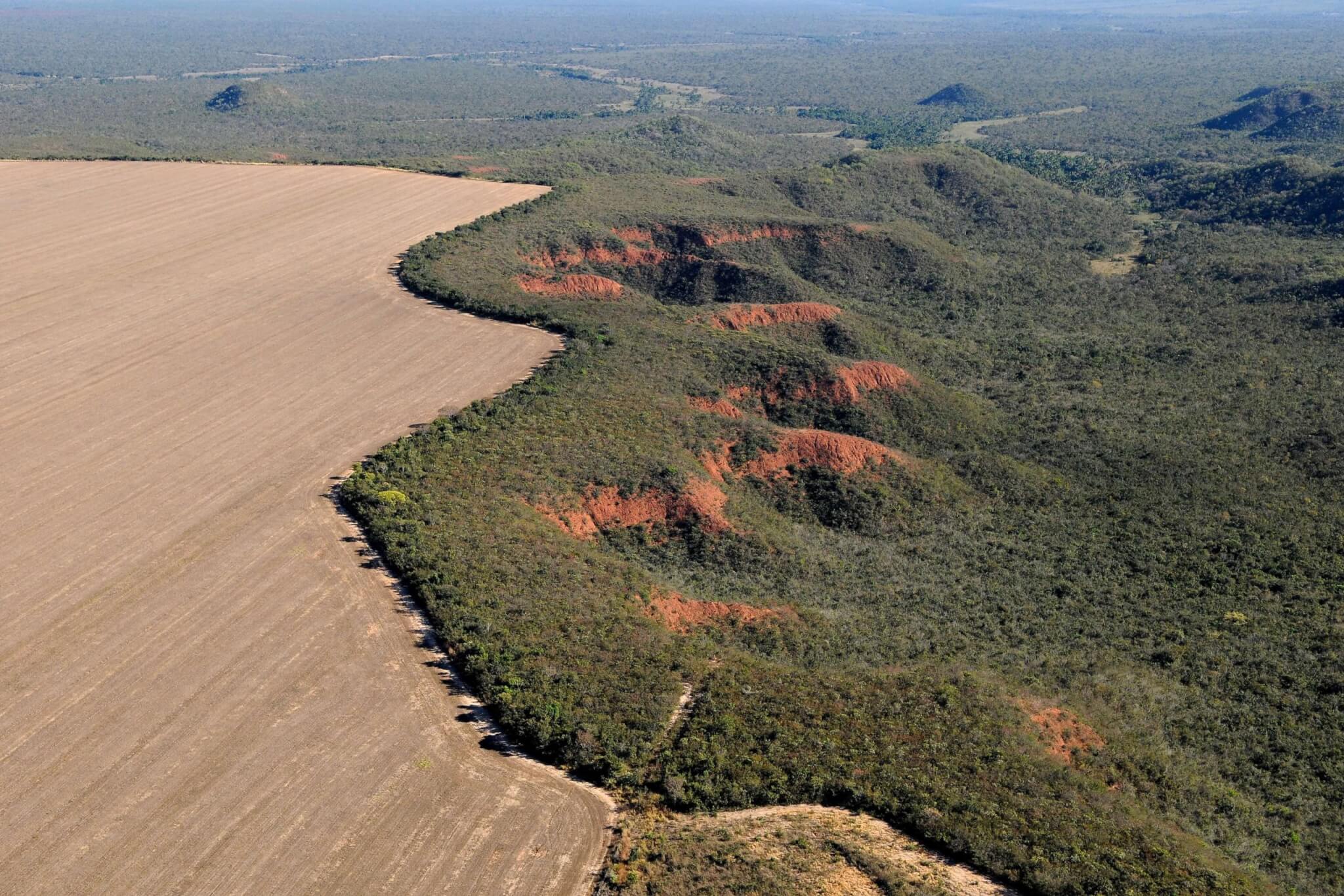 Imagen de la comunidad MapBiomas
